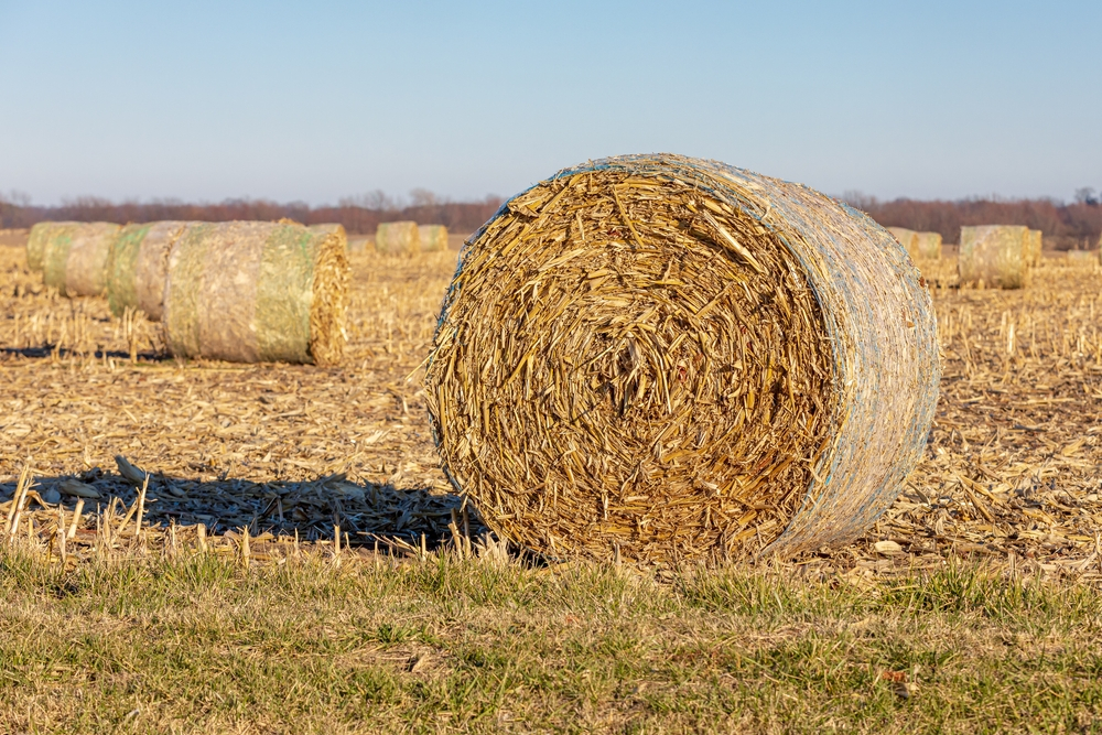 Recommendations for Managing Corn Residue at Harvest