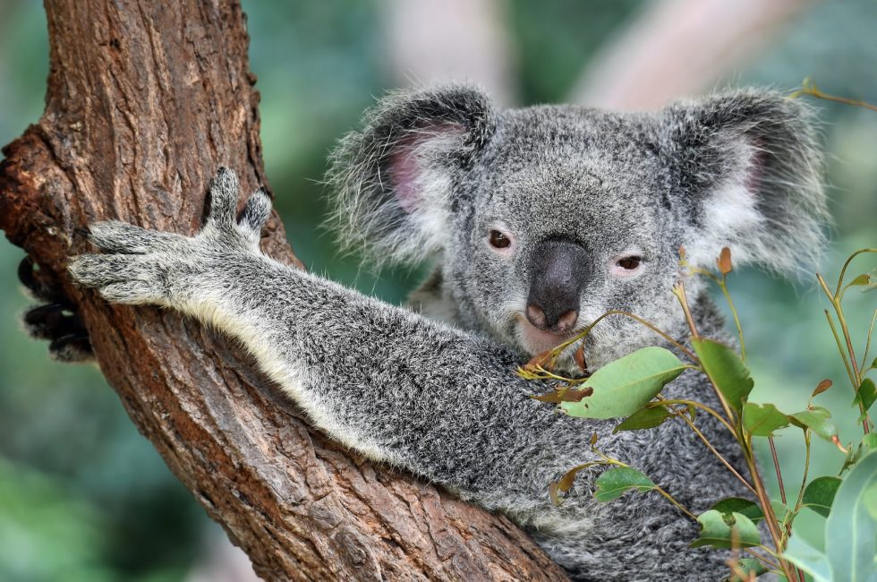 kelly-australia-koala-bear