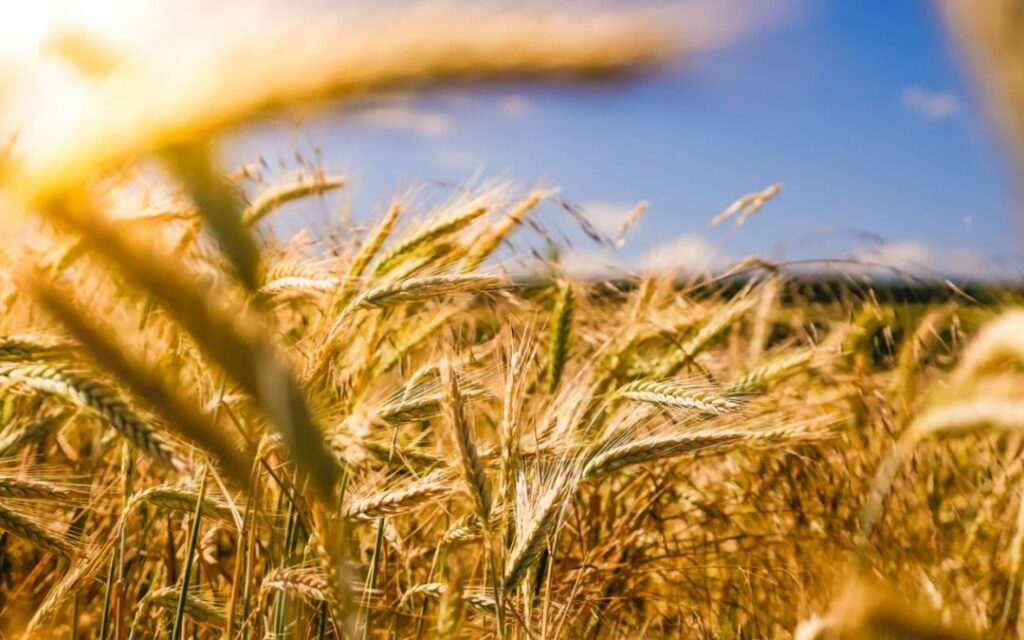 essentials-for-a-successful-wheat-crop.jpg