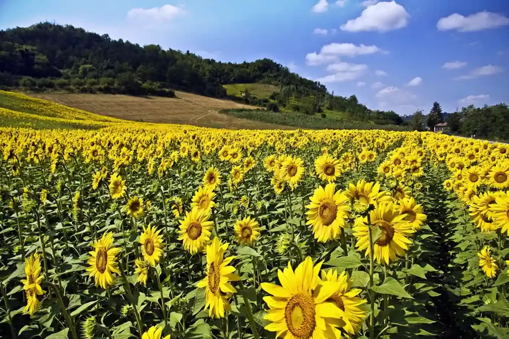 sunflower-field
