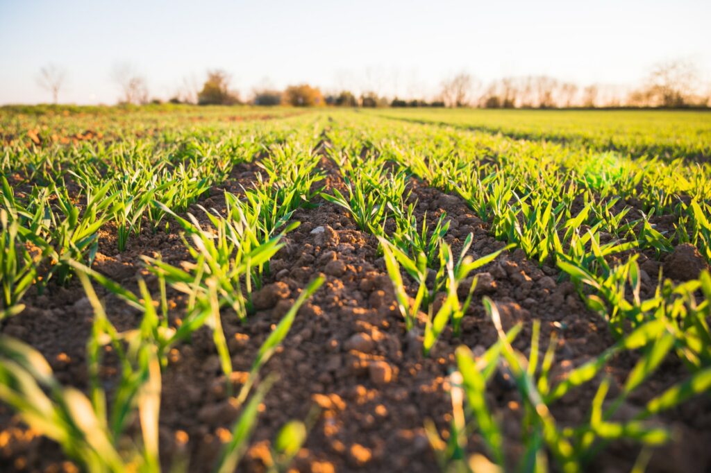 kelly-disc-chain-tillage-australia